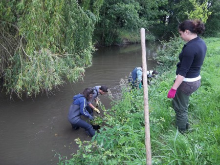 Vienne-en-Val arrachage de l'hydrocotyle